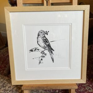 Flycatcher