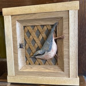 Nuthatch in Casement