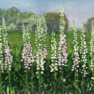 Into the Meadow
