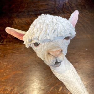 Morgan the Welsh Alpaca